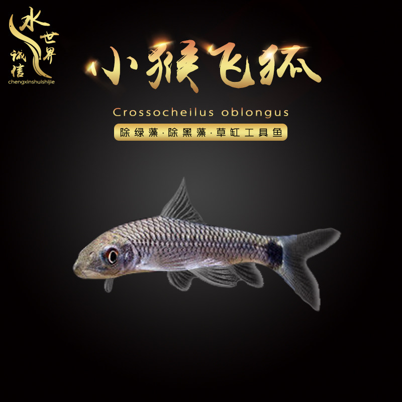 Little monkey flying fox tool fish first-line flying fox fish tropical ornamental fish pet living body except green moss black hair algae green algae