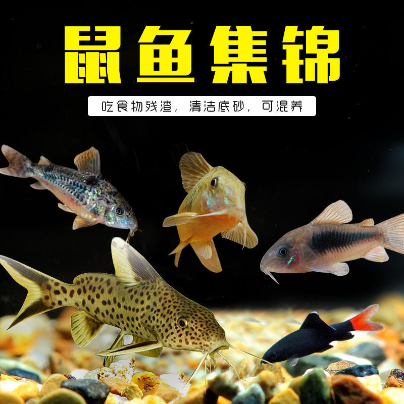 Mouse fish Akassi rat Black Gold red head mouse golden thread Golden Mouse three mouse fish Bronze B mouse Violet rat Pearl rat