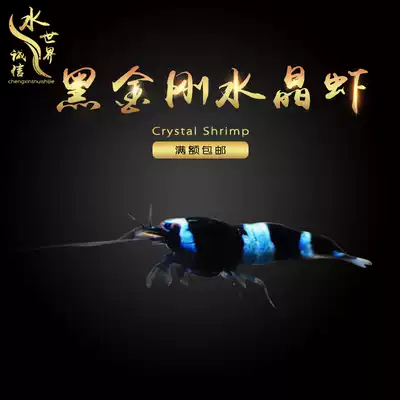 Black King Kong crystal shrimp Pure blood crystal shrimp Wine red crystal shrimp algae removal shrimp tool shrimp Cherry blossom shrimp extremely fire shrimp