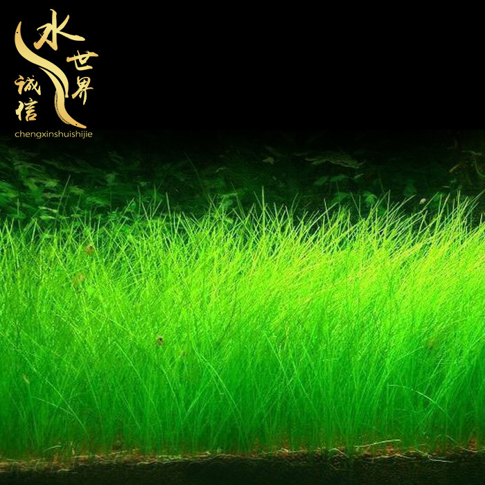 Fish tank foreground Watergrass Living-in-view package Lazy Man Fresh Water Plant negative climbing Dwarf Pearl Mini Bull grass