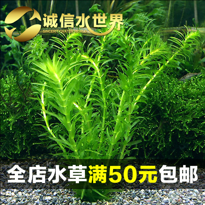 Water purification plant Centipede Grass Green Chrysanthemum Fresh Water Bacon Turtle Fish Tank Built waterweed peony Ping Banana Grass Water Hyacinth Duckweed