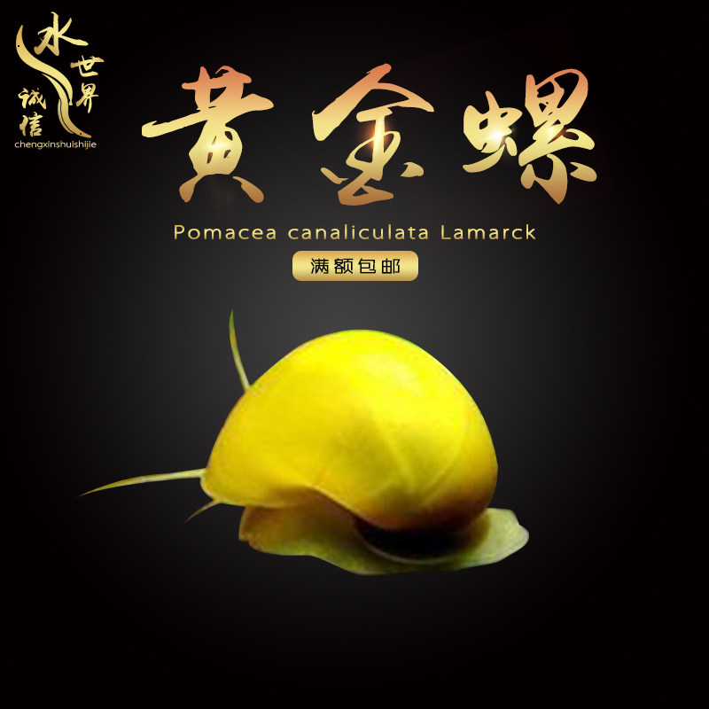 Gold snail purple thread snail ivory white zebra snail blue ivory snail algae removal mysterious tool snail 2 pack