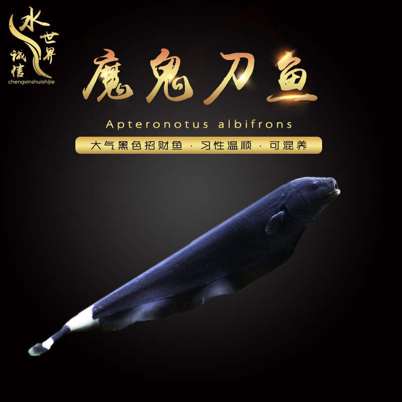 Devil Knife Tropical Fish Ornamental Fish Black Devil Knife Feather Fish Line Ling Light Back Electric Eel Ornamental Fish Black Feather Living Body