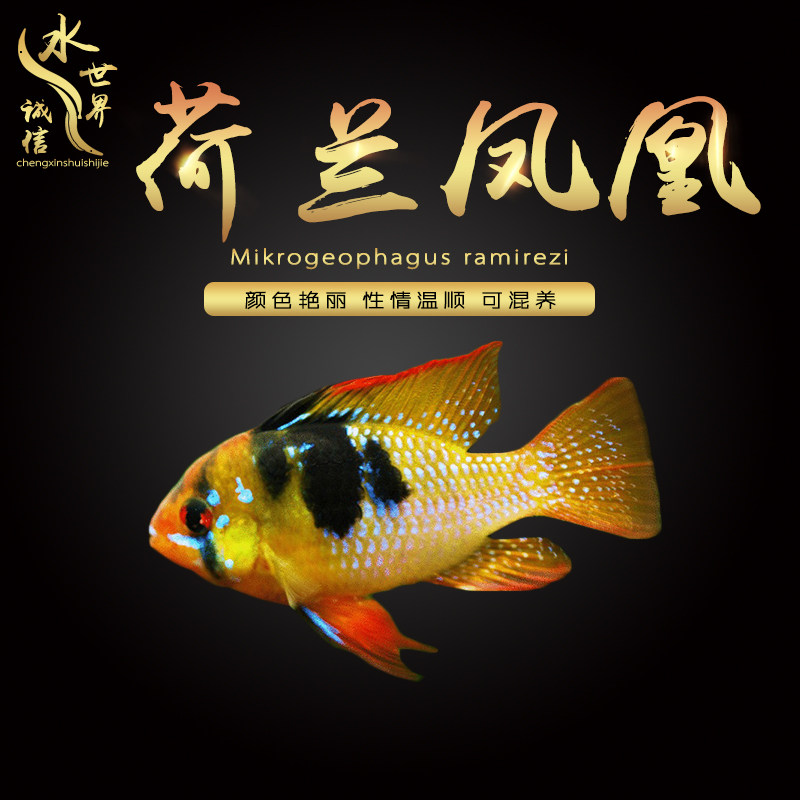Small freshwater Bolivian short snapper black diamond phoenix golden wave avatar Dutch phoenix ball red belly phoenix