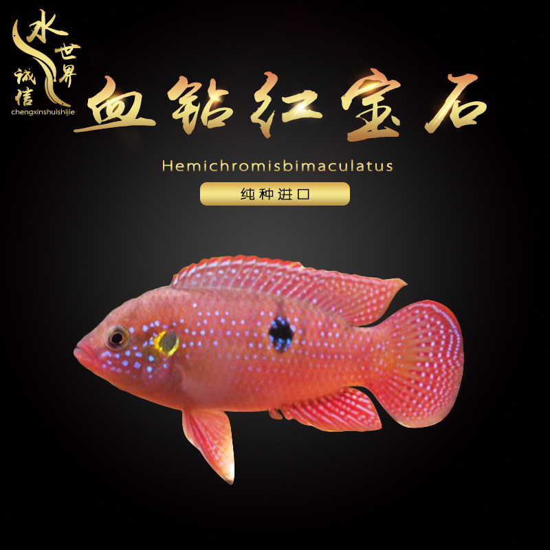 Blood drill ruby red diamond Three lakes Cired snapper snapper Snapper Snapper Tropical Fish Blood Drill 2 dress