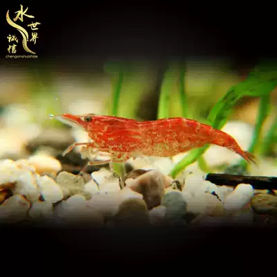 Cherry shrimp live algae removal shrimp tool shrimp Extreme fire shrimp tiger shrimp bee shrimp black shell shrimp paint shrimp yellow rice shrimp