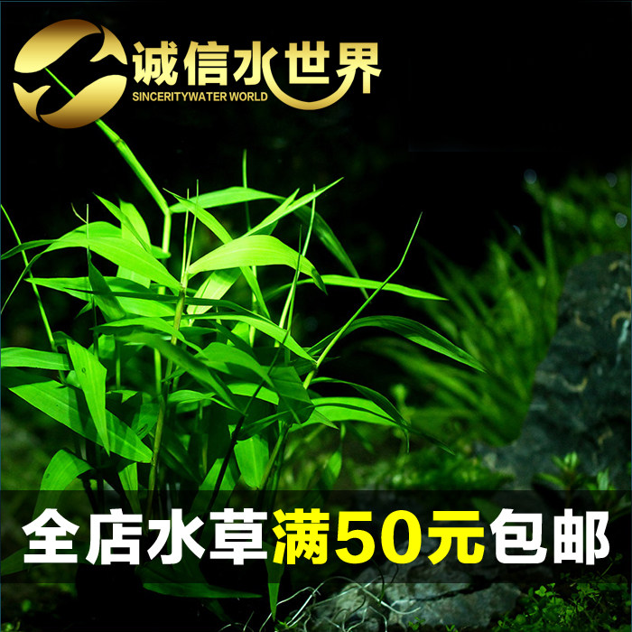 Jade Bamboo Grass South American Green Bamboo Rear View Grass Ornamental Fish Vat Decorated with Scape Real Water Grass Living Black Shell Shrimp 5 Yuan 10 Root