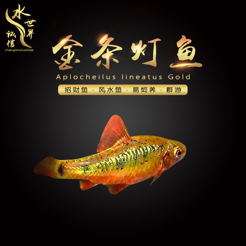 Gold bar crucian carp water plant tank native cold water freshwater ornamental fish gold lamp fish diamond rainbow crucian carp live small fish