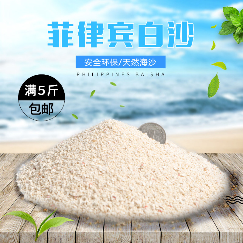 Filipino sand shells sand white sand hard water suitable for horse snapper carvings Sanhu Cired Ornamental Fish with 5 catties