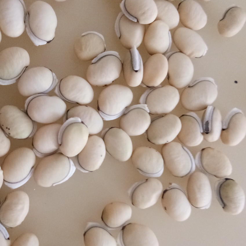 500 gr two pieces of medicinal black tooth white lentils for old varieties in Yunnan's mourning mountains