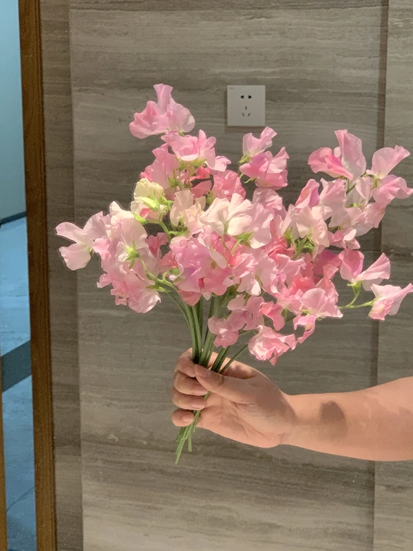 Imported Fragrant Peas, Fresh Cut Double-Petaled Fragrant Peas, High-End New Year's Eve Flowers, Niche Flower Arrangement Materials