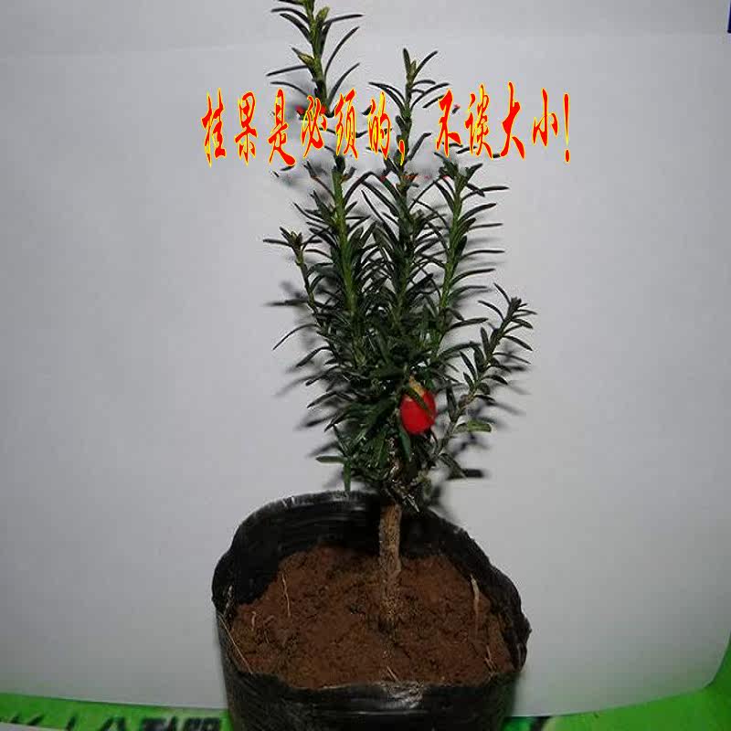 �̴�춹ɼС��
