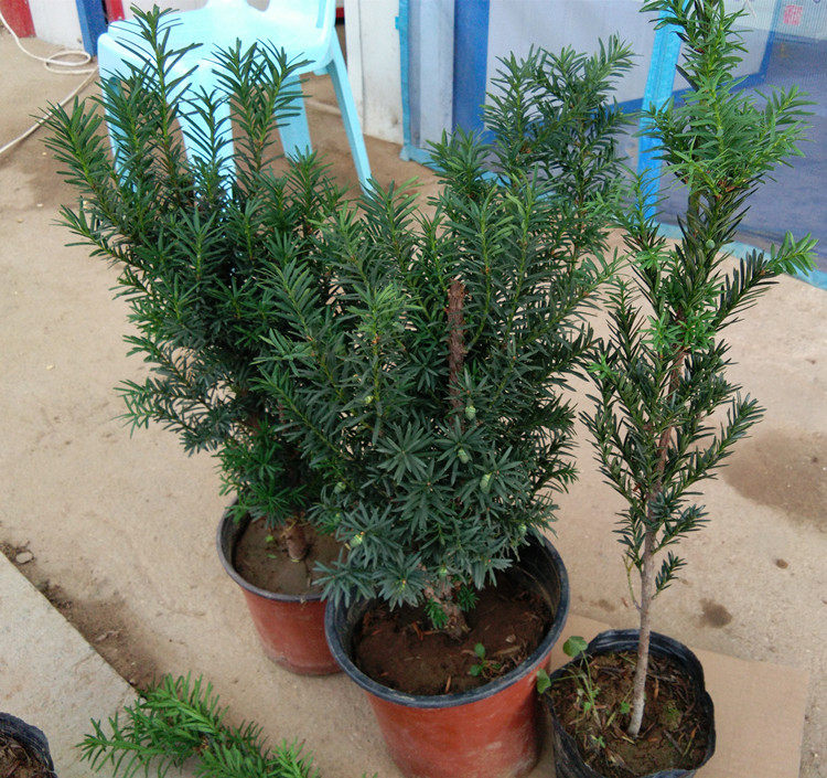 �̴�����mandydai pen