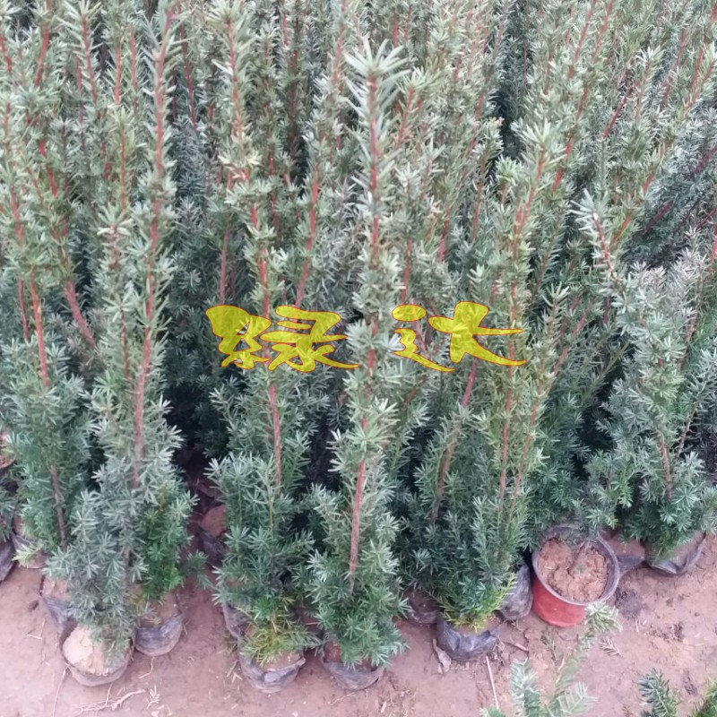 �̴���������hdsgmdp1212