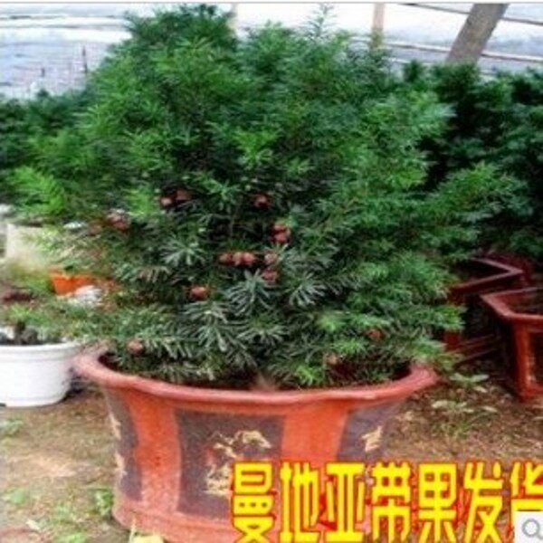�̴�춹ɼ�辰����