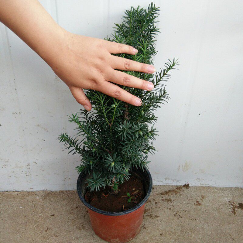 �̴�����mandydai pen