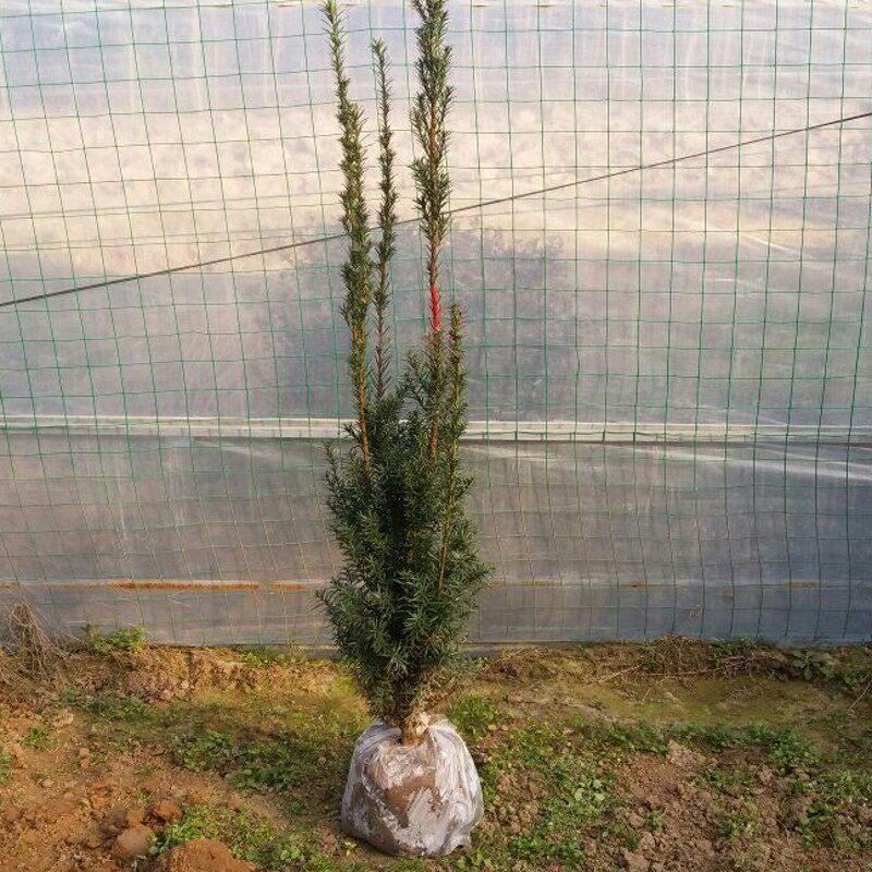 �̴�춹ɼ����hdsdpj1