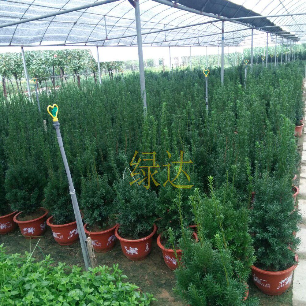 �̴�����hdsdaiguo333