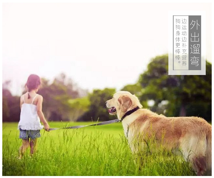 Chó ăn vặt thịt bò dải thịt bò Teddy gấu vàng đào tạo phần thưởng thú cưng nhỏ chó con chó con mol mol - Đồ ăn vặt cho chó hạt ganador