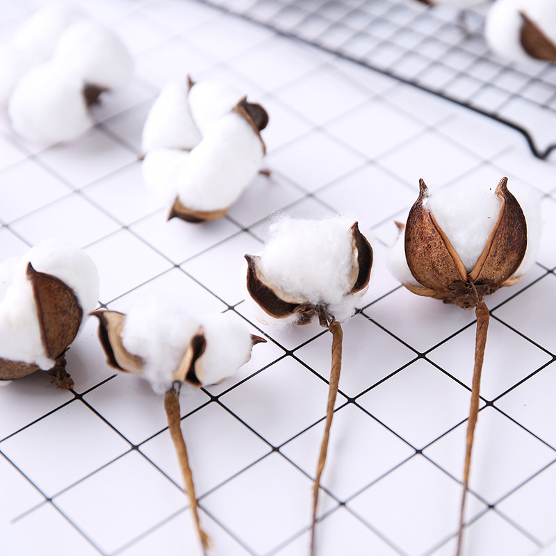 Natural cotton photography shooting ornaments dry flower DIY dry flower decoration bouquet real flower ins photo props