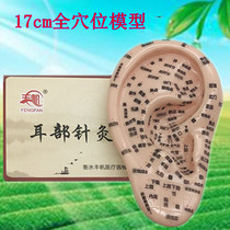 Ear model 17cm large clear lettering auricular model Wang does not leave ear beans massage reflex area Ear model