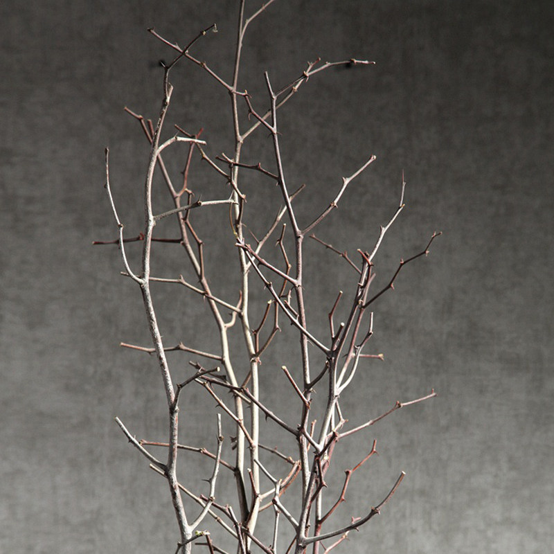 ŵ������֦�ɻ�2016082801