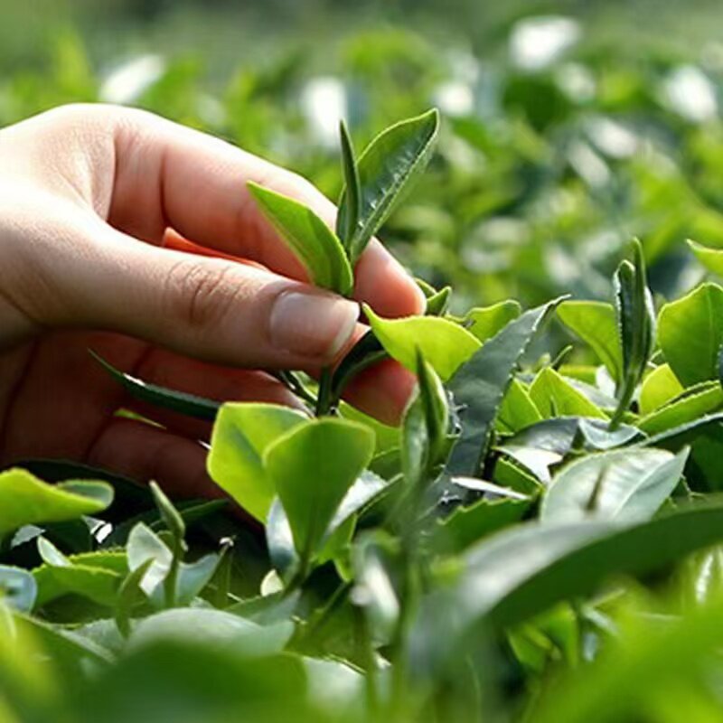 茶山人家红茶铺