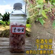 广东省老鼠仔泡酒药酒小白乳鼠未睁眼没长毛刚出生乳鼠酒新鲜现