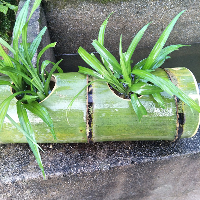 Usd 7 55 Hand Made Bamboo Multi Meat Plant Flower Pots Hand Made Bamboo Multi Meat Plant