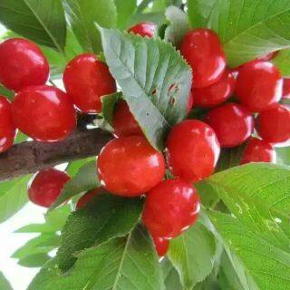 Accessoire coiffure - Ref 1205456 Image 5