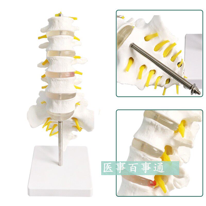 包邮自然大一比一成人五节腰椎带尾椎模型骨盆模型 人体骨骼模型