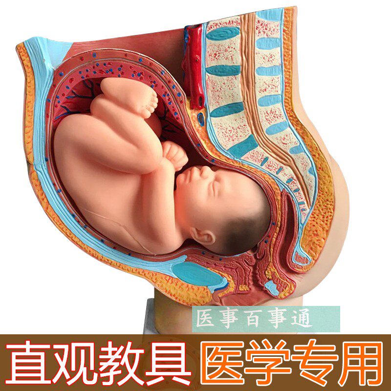 骨盆含妊娠九个月胎儿模具/女性矢状解剖九个月/怀孕胎儿模型40周