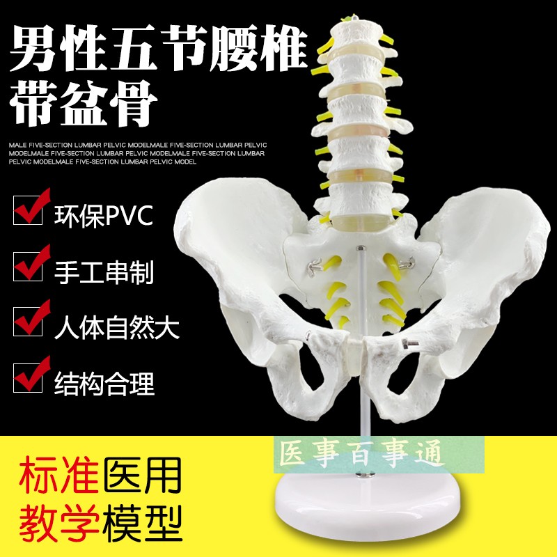 厂家直销，新款 自然大 1:1腰椎5节带骨盆模型 腰椎盆骨模型包邮