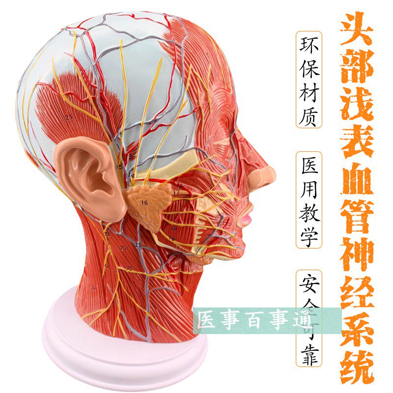 头部矢状切面模型头颅脑模型头部解剖模型头浅表模型微整形模型