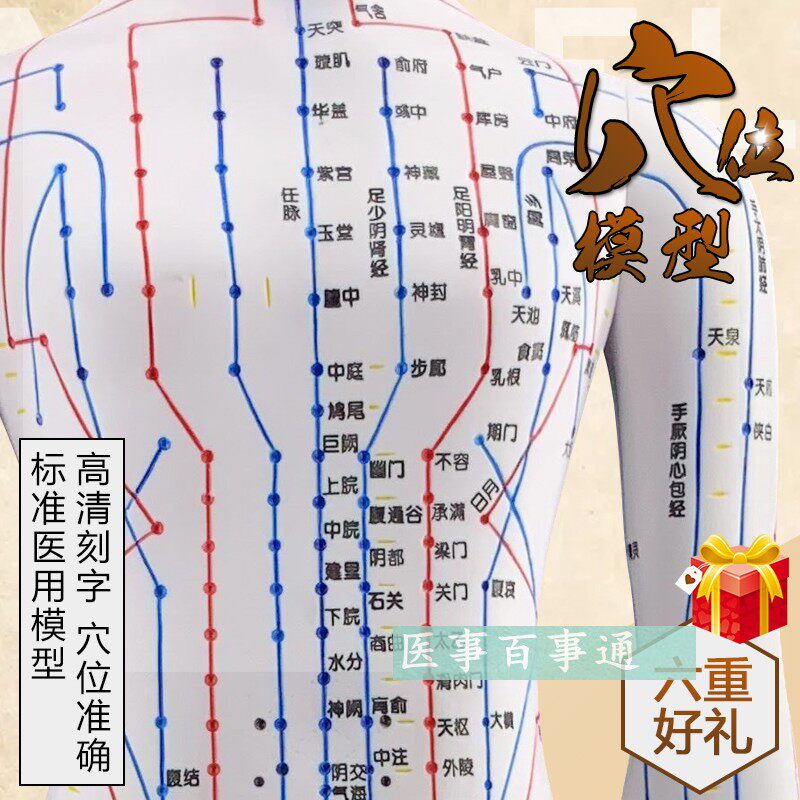 经络大号60cm人体穴位模型人体经络模具人体针灸模型十二经脉