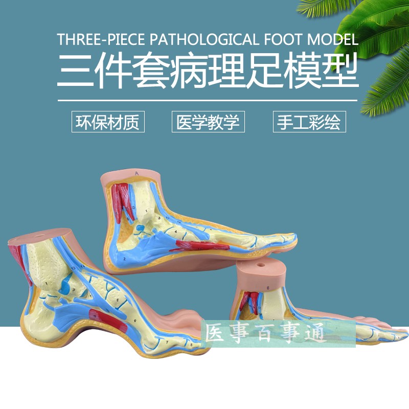 正常的足部 正常足表层结构肌肉韧带人体骨骼关节模型示教模型
