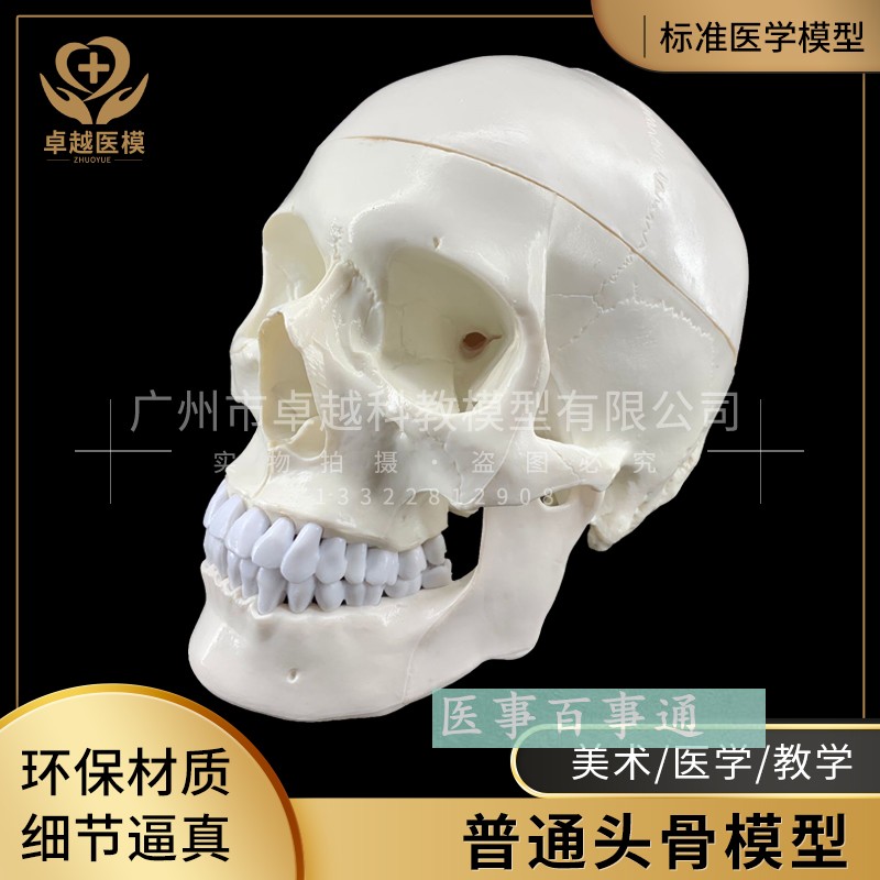 人体头骨模型 头骨骷髅关节 仿古头科教标本神经科 脑外科模具