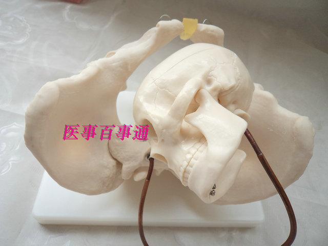模型骨盆助产产妇模型生育助产示教模型自然大女性骨盆分娩教具
