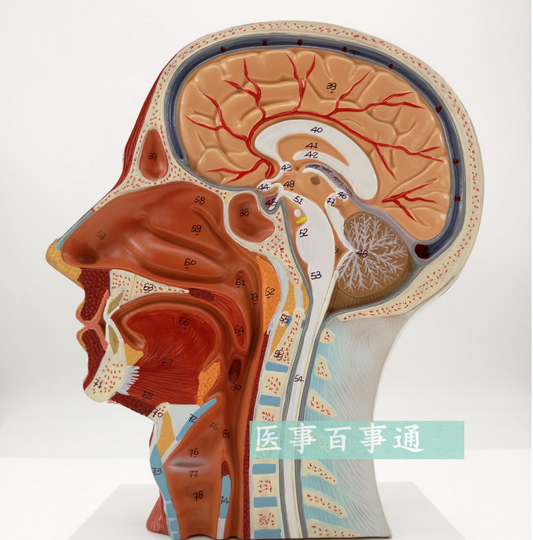 人体头骨带肌肉神经血管模型型 美容面部神经微整形 头浅表模型