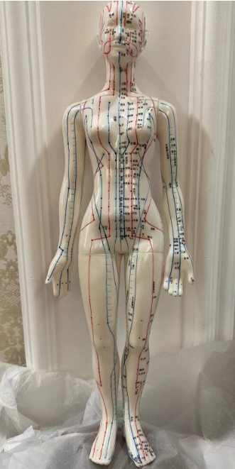 人体经络模型 人体穴位模型 人体模型 针灸模型（女48cm）