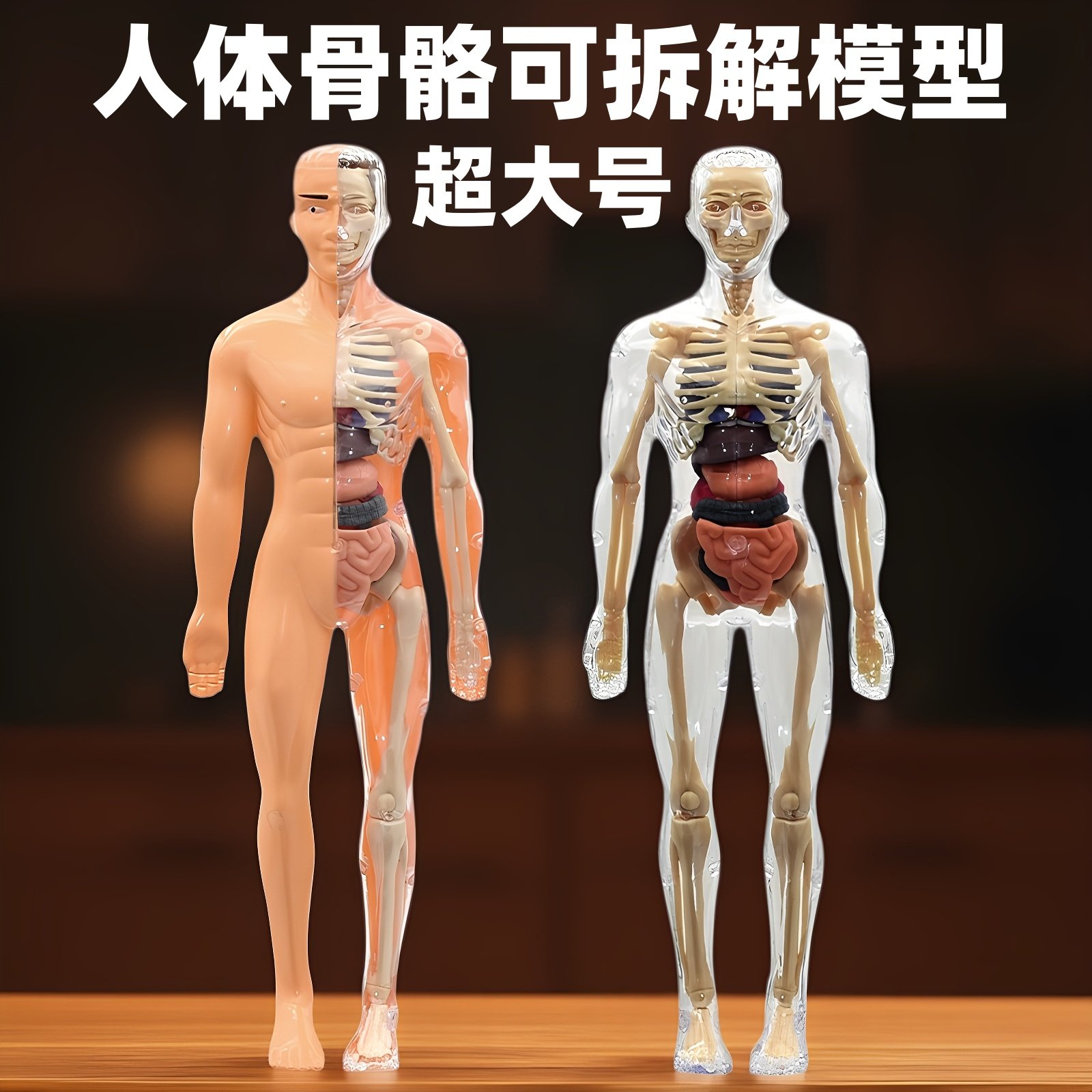 3D Simulated Human Organ Skeleton Model, Medical Anatomy Assembly, Full-Body Torso Structure, Internal Organs, Educational Science Toy