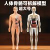 3D Simulated Human Organ Skeleton Model, Medical Anatomy Assembly, Full-Body Torso Structure, Internal Organs, Educational Science Toy