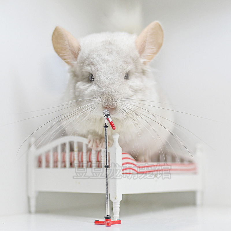 Dragon Cat Living Baby Cub Sweet Lovely Home Pet Live Video Pickup Package Healthy Shipping Cage