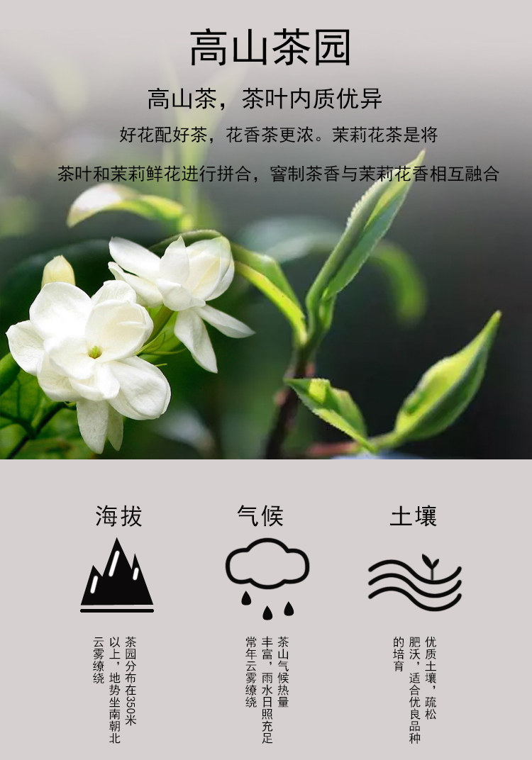 送茶具特级茉莉花茶浓香礼盒装500g