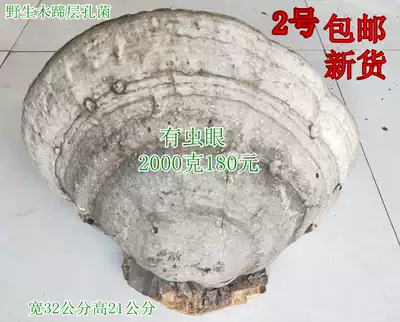 Changbai Mountain wild wood hoof layer hole bacteria Wild wood hoof ganoderma lucidum Wild Nyingchi extra large 2 whole mushrooms