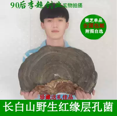 Extra-large wild red-edge fungus red-edge tree tongue whole lucidum Ganoderma lucidum unhandled Ganoderma lucidum treasures flat Ganoderma lucidum