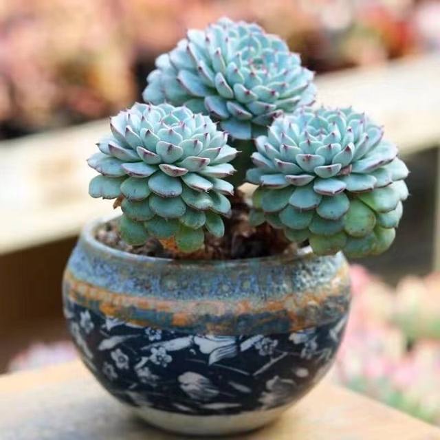 Laozhuang Lanjilian multi-headed succulent plant blue bean group indoor office desktop potted plant is good ສໍາລັບການໃຫ້ອາຫານແລະການປ້ອງກັນລັງສີ