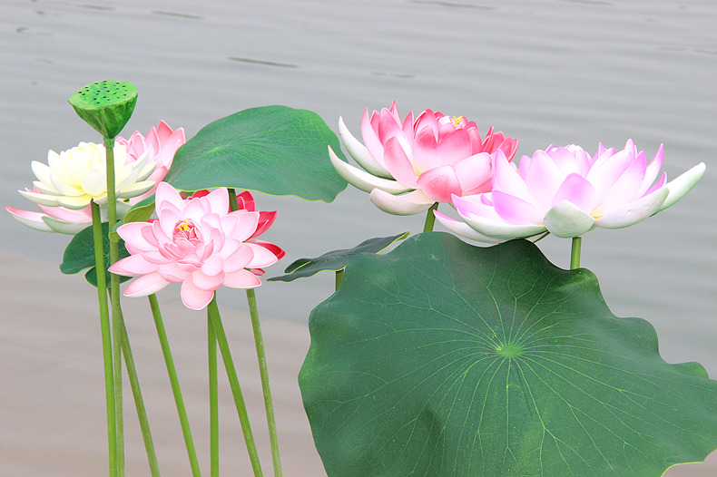 Mô phỏng Lá sen với Hoa giả Màu xanh nước Pond Pond Trang trí sân khấu Vũ điệu Biểu diễn - Hoa nhân tạo / Cây / Trái cây cây xanh giả