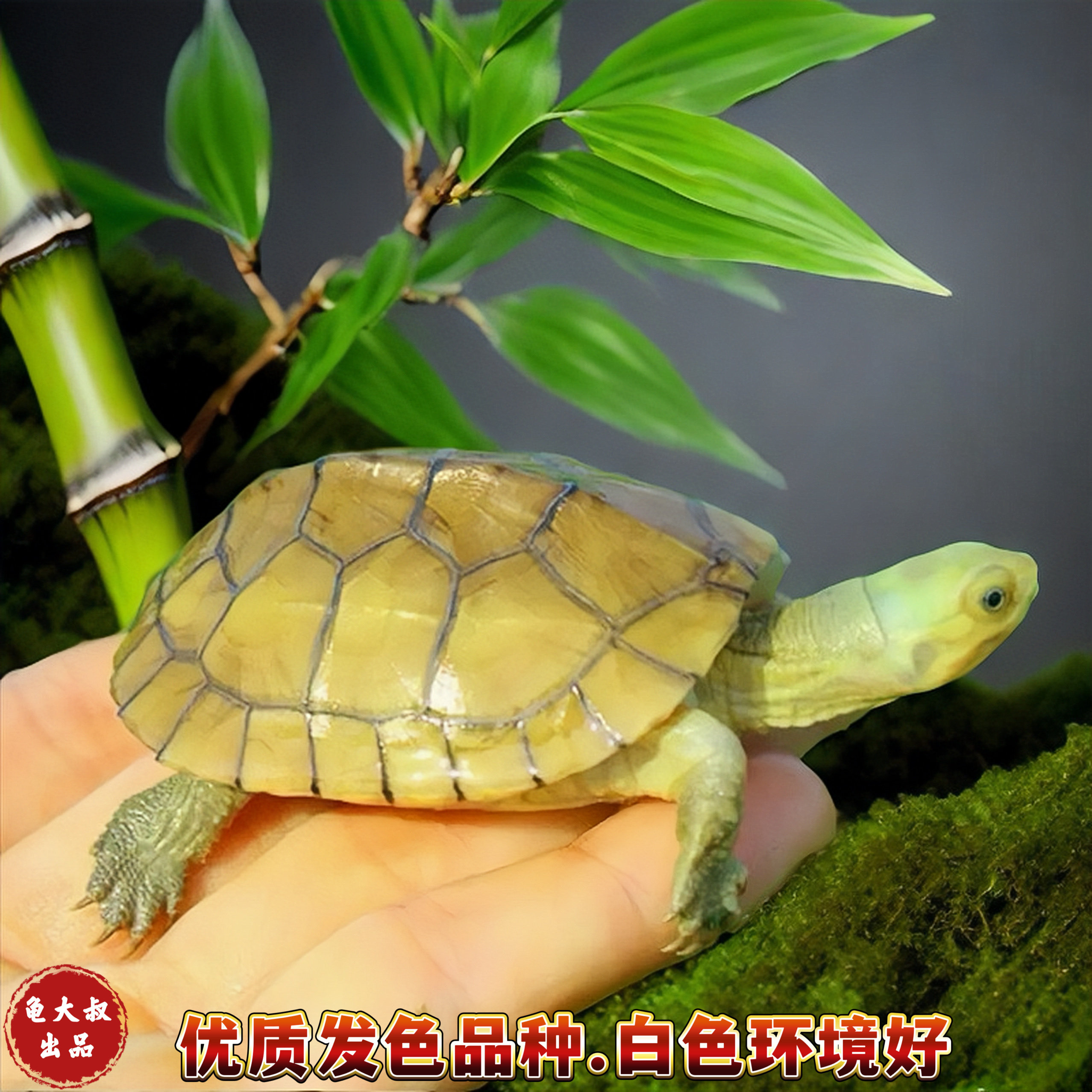 小青龟黄喉拟水龟:宠物界的新宠,招财又萌的笑脸龟!🎉-特种养殖类水族宠物-淘宝好物网