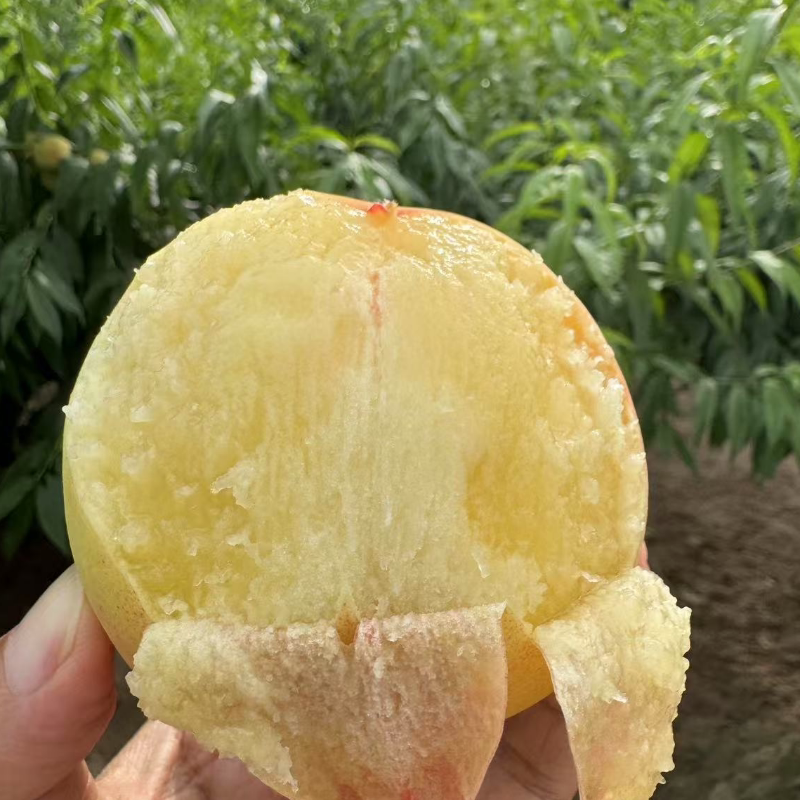 兰州白凤桃